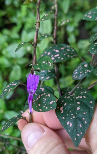 Hypoestes phyllostachya