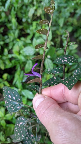 Hypoestes phyllostachya