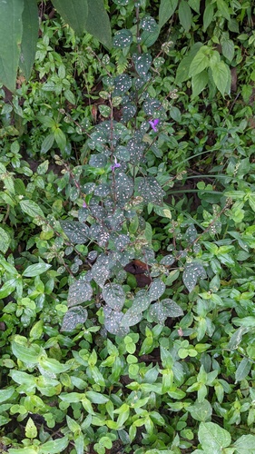 Hypoestes phyllostachya