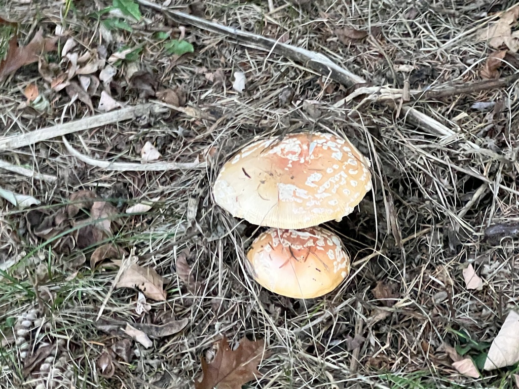 Amanita muscaria<br>25 October, 2024