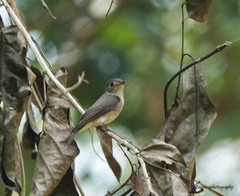 Muscicapa dauurica