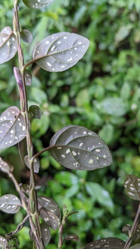 Hypoestes phyllostachya