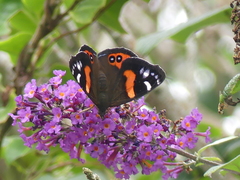 Vanessa gonerilla ida