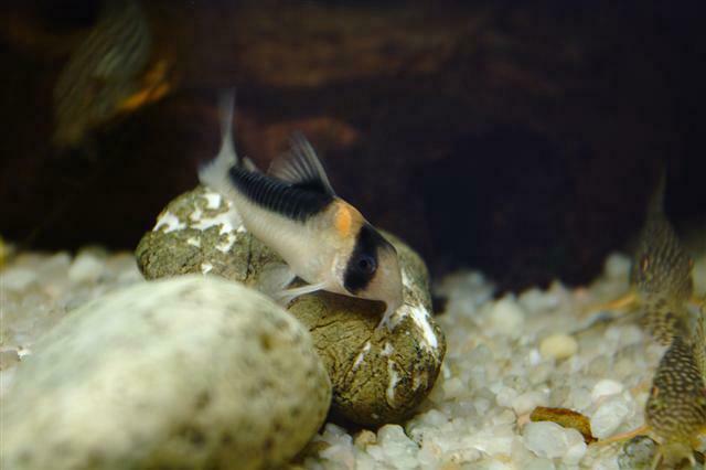 Corydoras duplicareus (Corydoras duplicareus)