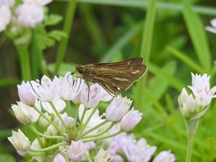 Panoquina panoquin