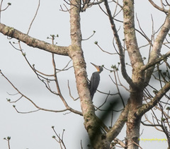 Mulleripicus pulverulentus