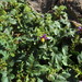 Solanum multiglandulosum - Photo (c) Jurga Motiejūnaitė, μερικά δικαιώματα διατηρούνται (CC BY-NC), uploaded by Jurga Motiejūnaitė