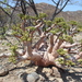 Cyphostemma uter - Photo 由 African Parks Network 所上傳的 (c) African Parks Network，保留部份權利CC BY-NC