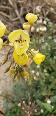 Chylismia