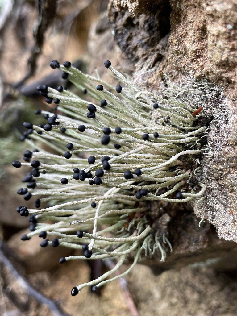 Matchstick Lichens