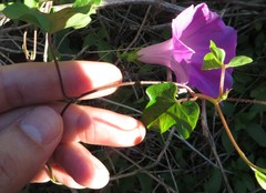 Ipomoea indica image
