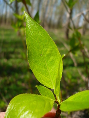 Populus simonii