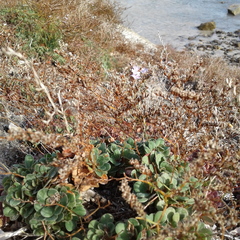 Limonium companyonis