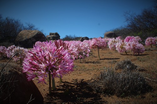 Brunsvigia bosmaniae
