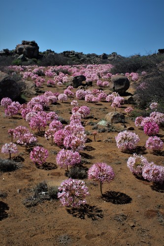 Brunsvigia bosmaniae