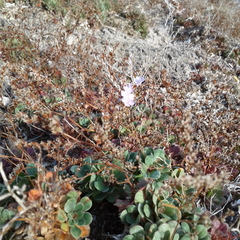 Limonium companyonis