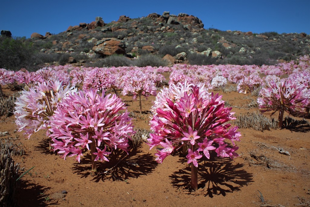 Brunsvigia bosmaniae, Nieuwoudtville Flower Reserve