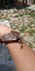 Erythromeris