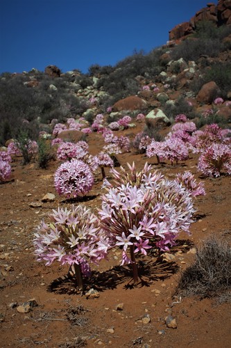 Brunsvigia bosmaniae