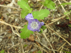 Phacelia patuliflora