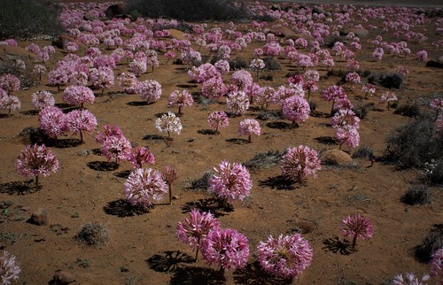 Brunsvigia bosmaniae