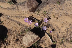 Syringodea longituba longituba