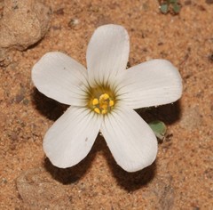 Oxalis fibrosa