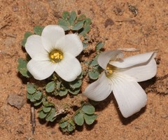 Oxalis fibrosa
