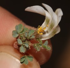 Oxalis fibrosa