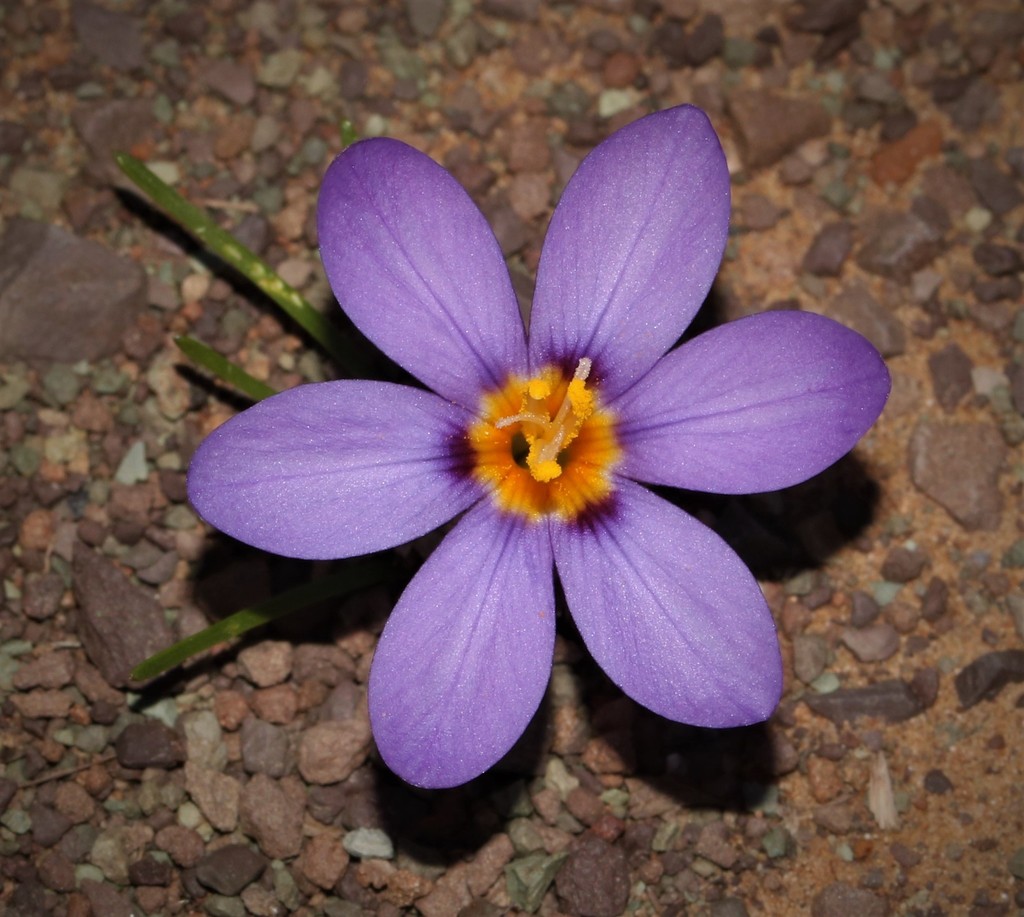 Cape Crocuses