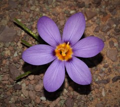 Syringodea longituba longituba