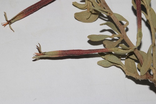 Image of Septulina glauca by (c) Brian du Preez, some rights reserved (CC BY-SA)