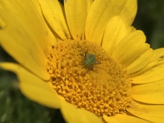 Closterotomus norwegicus