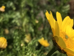 Closterotomus norwegicus