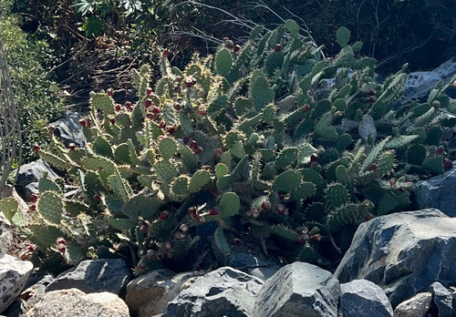 iNaturalist observation photo of Prickly Pears