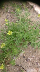 Ceratocephala testiculata