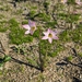 Zephyranthes cearensis - Photo 由 Bradley Davis 所上傳的 (c) Bradley Davis，保留部份權利CC BY-NC