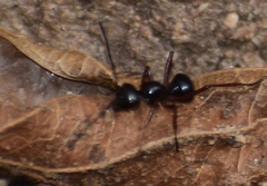 Polyrhachis laevissima