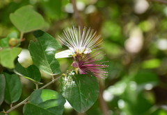 Capparis zeylanica