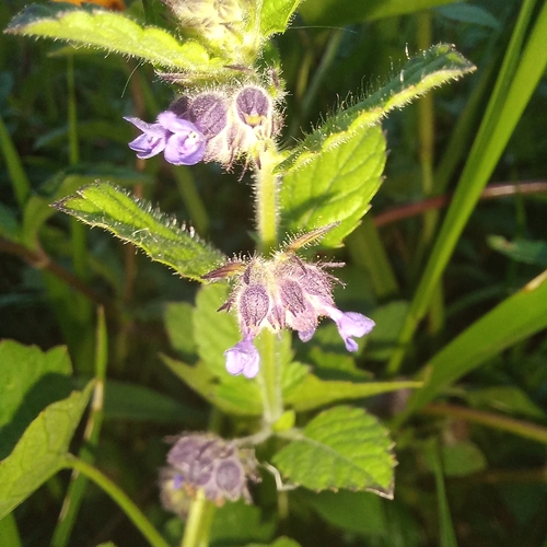 Image of Marsypianthes chamaedrys by (c) Patrícia Mees, some rights reserved (CC BY)