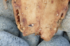 Neophocaena phocaenoides