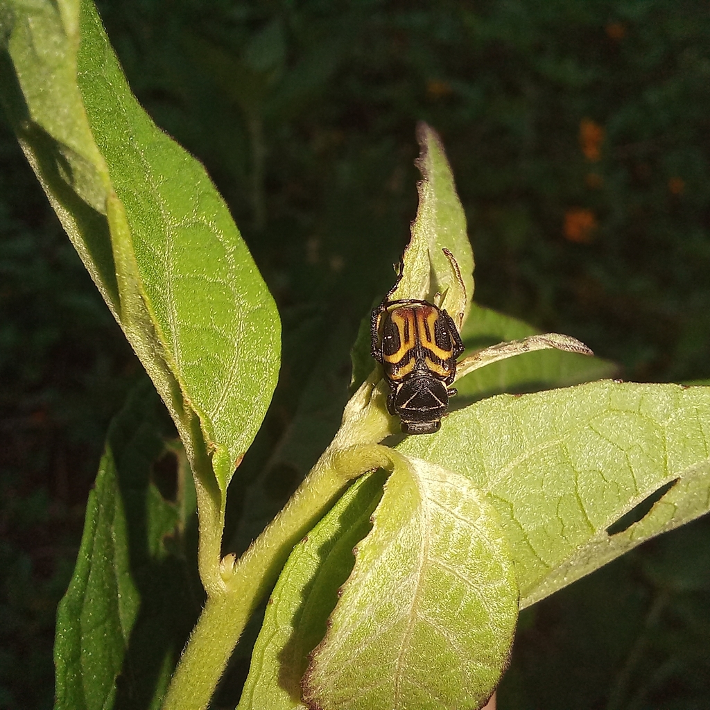 Trigonopeltastes triangulus