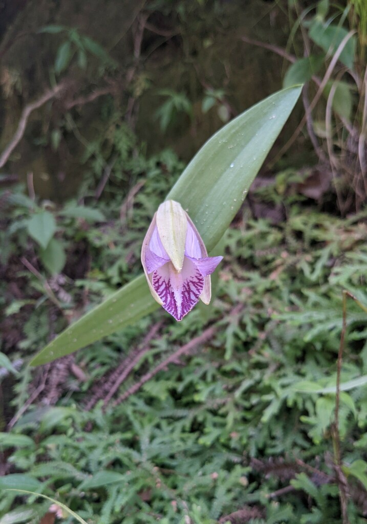 Cleistes rosea