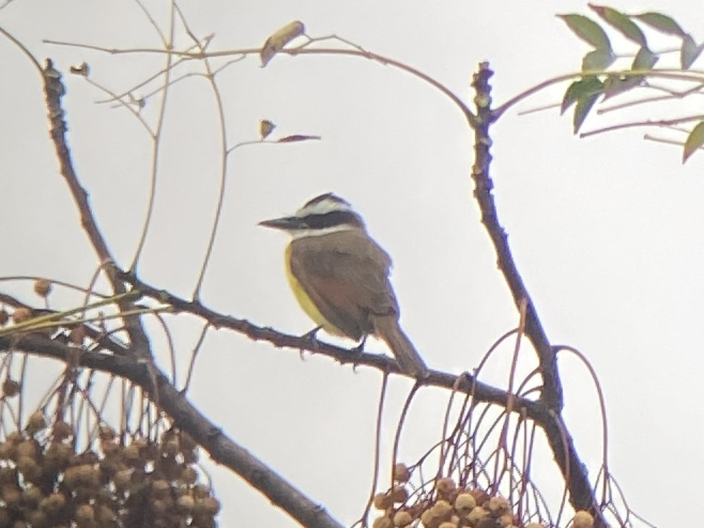 Great Kiskadee