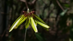 Bulbophyllum fimbriatum