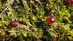 Coprosma atropurpurea