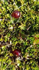 Coprosma atropurpurea