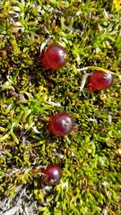 Coprosma atropurpurea