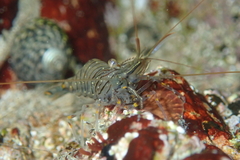 Palaemon pacificus