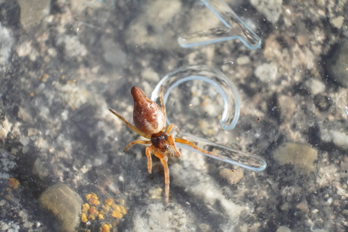 Conical Trashline Orbweaver photo 5